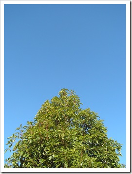 Blue Sky And Tree