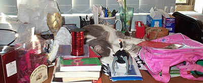 Bella on the junk desk.